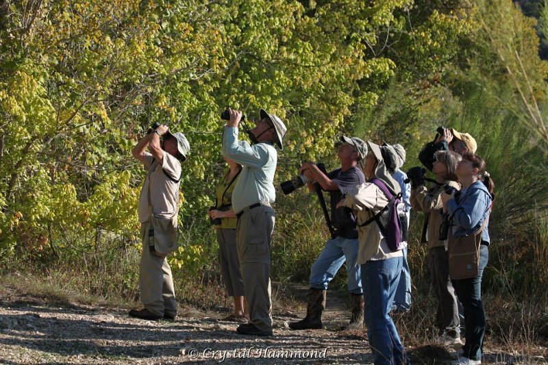Observing Warbling Vireo .jpg